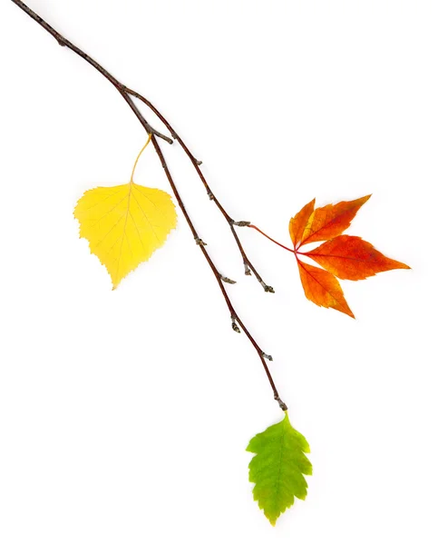 Elemento di design autunnale / belle foglie reali / isolato su whi — Foto Stock