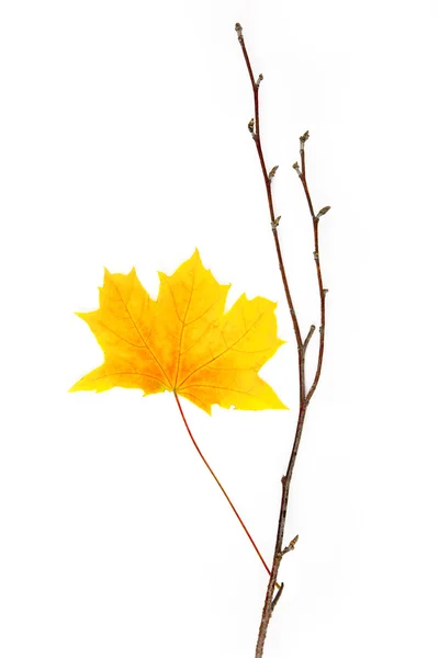 Elemento de diseño de otoño / hermosas hojas reales / aislado en whi — Foto de Stock