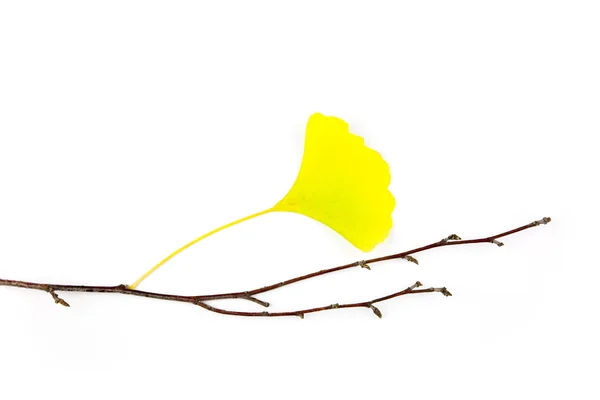 Herbst Ginkgo biloba Blätter / schöne Zusammensetzung / isoliert o — Stockfoto