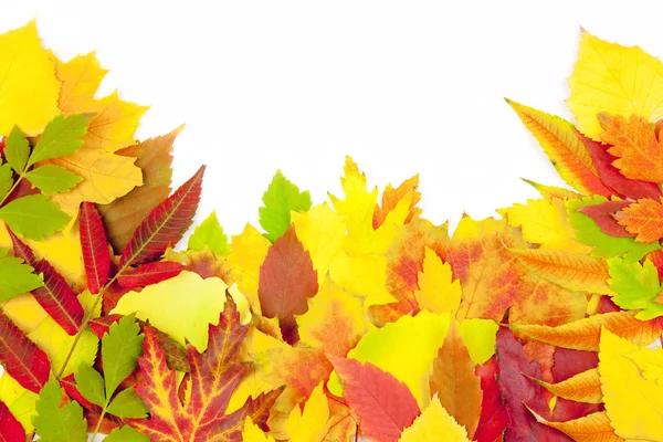 Quadro do outono / folhas reais bonitas / isoladas no branco — Fotografia de Stock