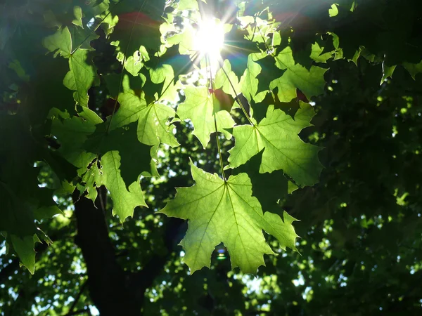 Кленовые листья в солнечных лучах — стоковое фото