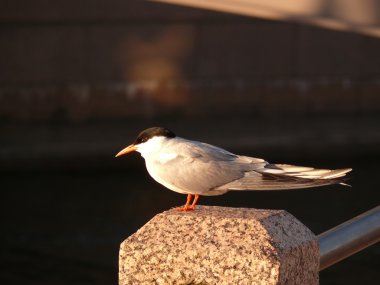 martı üzerine bir stone