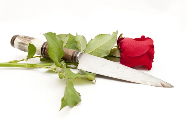 Flor rosa com uma faca — Fotografia de Stock