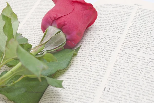 Rose på bibel – stockfoto