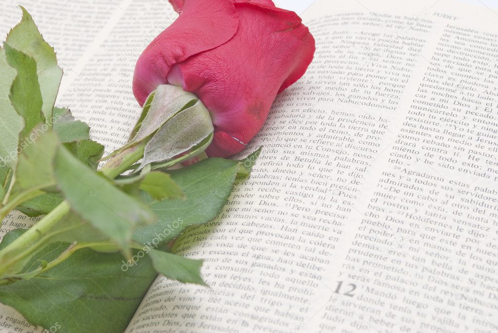 Rose on bible