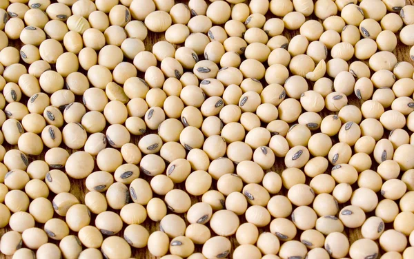 Sementes de soja — Fotografia de Stock