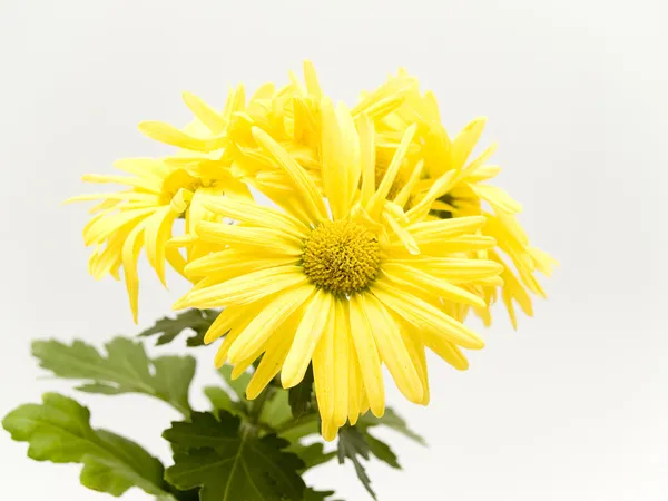 Margaridas amarelas — Fotografia de Stock