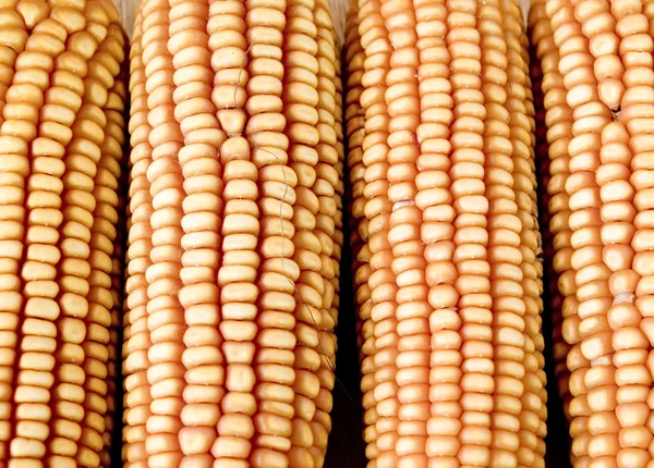 Corn macro background — Stock Photo, Image