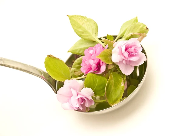 Zupa kadzi z kwiatami — Zdjęcie stockowe