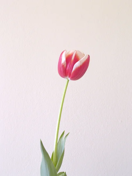 stock image Tulips