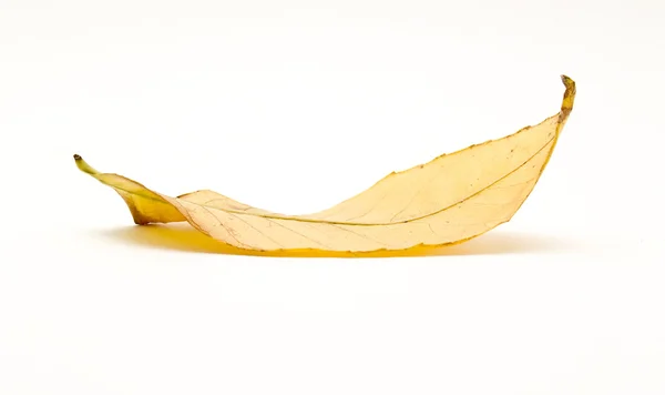 ツリーの葉乾燥 — ストック写真