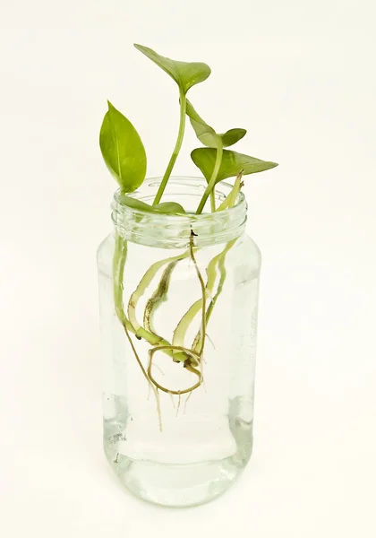 Plant in jar — Stock Photo, Image