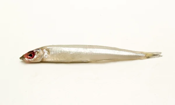 Čerstvé ryby — Stock fotografie