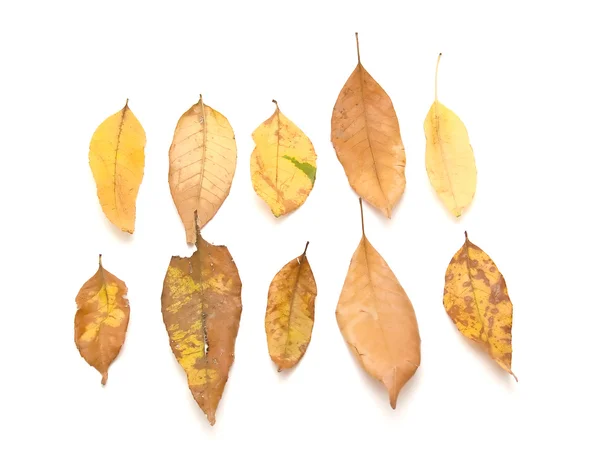 Getrocknete Blätter — Stockfoto
