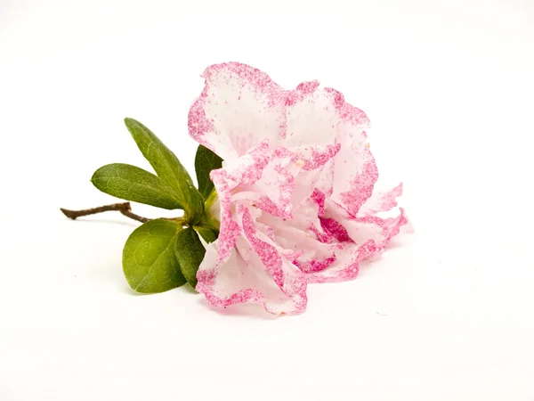 Flor de azalea — Foto de Stock