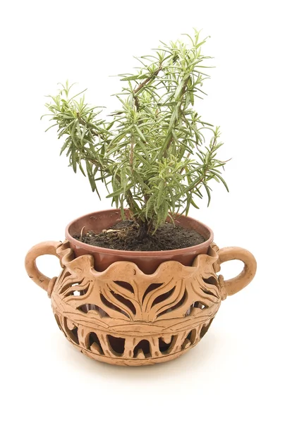Plant pot with rosemary — Stock Photo, Image