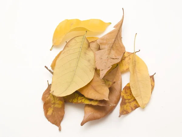 ใบไม้แห้ง — ภาพถ่ายสต็อก