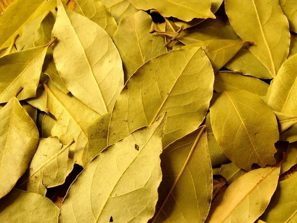 Dry bay leaves — Stock Photo, Image