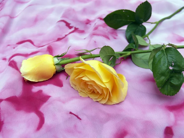黄色いバラ — ストック写真