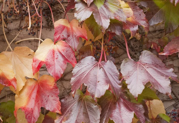 stock image Virginia creeper leaves