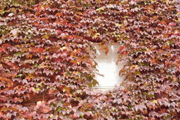 stock image Virginia creeper leafs