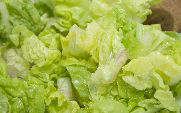 Salat af salat - Stock-foto