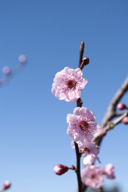 Flowering plum clipart