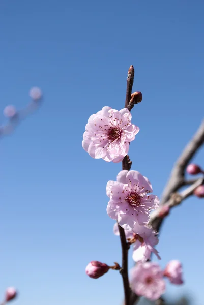 stock image Flowering plum