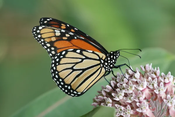 Farfalla monarca — Foto Stock