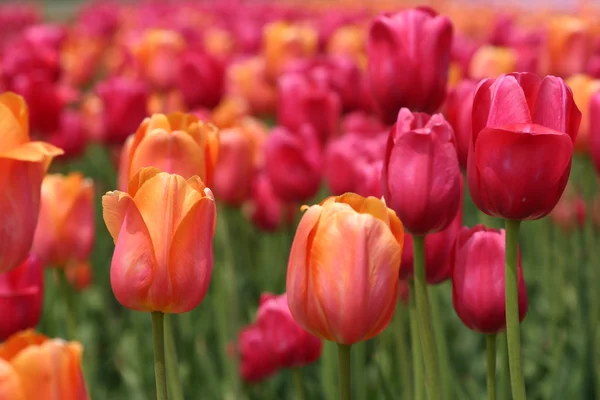 stock image Red tulips