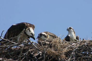 Osprey clipart