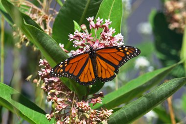 Monarch butterfly clipart