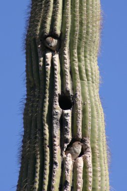 Birds in a cactus clipart