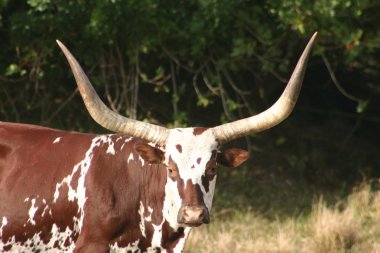 Longhorn clipart