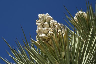 Yucca clipart