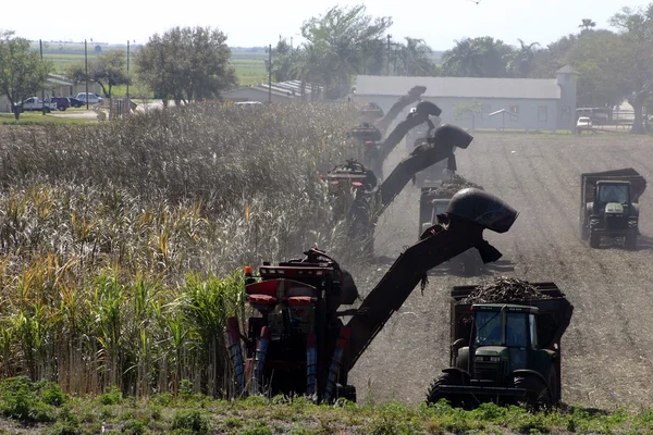 stock image Harvesting sugarcane