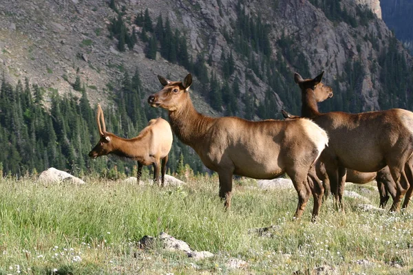 Grazing elk — Stock Photo, Image