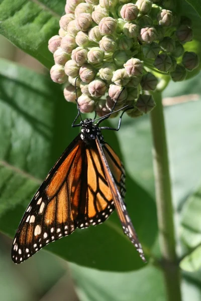 Monarchvlinder — Stockfoto