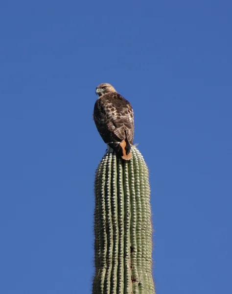 stock image Hawk