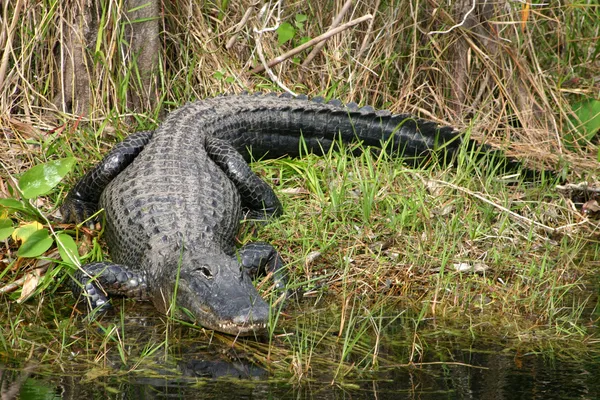 Alligator — Stockfoto