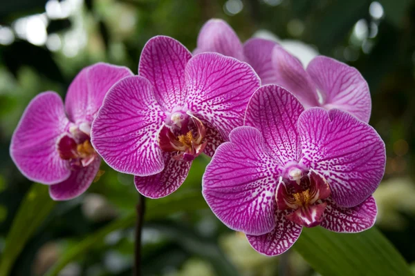 Stock image Orchid