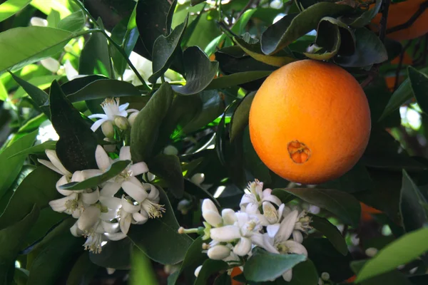 Naranja y flor — Foto de Stock