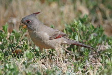 Pyrrhuloxia