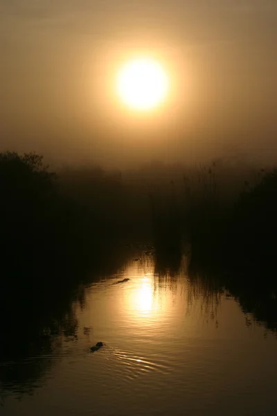 Everglade nascer do sol — Fotografia de Stock
