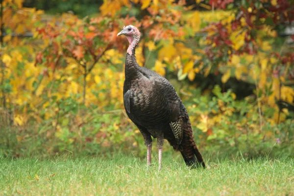 Tom turkey — Stock Photo, Image