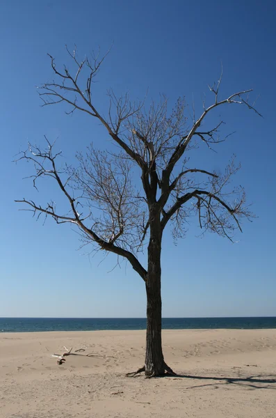 Δέντρο σε μια παραλία — Φωτογραφία Αρχείου