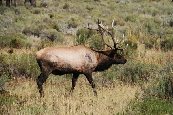 Bull elk — Stock Photo, Image