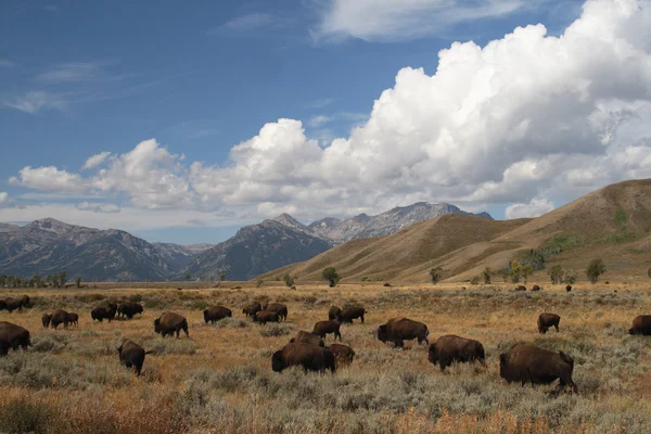 Manada de bisões — Fotografia de Stock