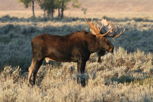 Bull moose — Stock fotografie