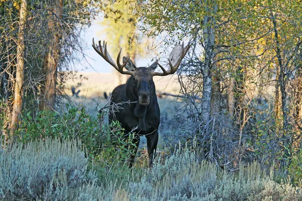 Bull moose — Stock fotografie